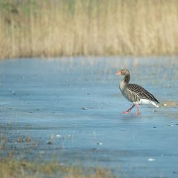 Reinheimer_Teich_20170129_013