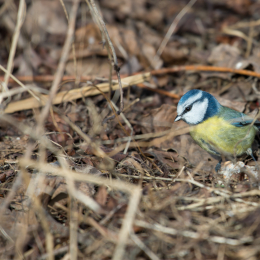 Reinheimer_Teich_20170129_015