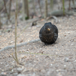 Reinheimer_Teich_20170129_001