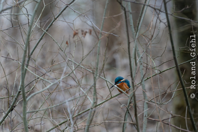 Reinheimer_Teich_20190122_017