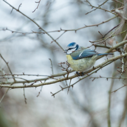 Reinheimer_Teich_20190122_008