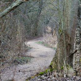 Reinheimer Teich Januar 2019