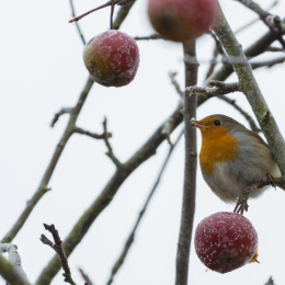 Reinheimer_Teich_20190122_014