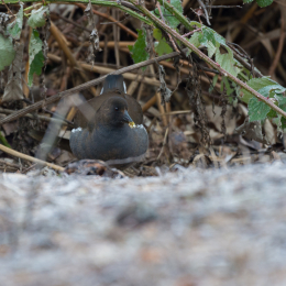 Reinheimer_Teich_20190122_011