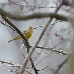 Reinheimer_Teich_20190122_003