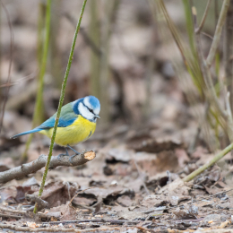 Reinheimer_Teich_20190122_005