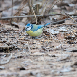Reinheimer_Teich_20190122_006