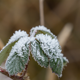 Reinheimer_Teich_20190122_010