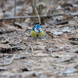 Reinheimer_Teich_20190122_007