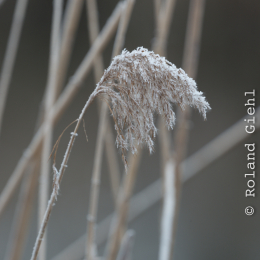 Reinheimer_Teich_20190122_015