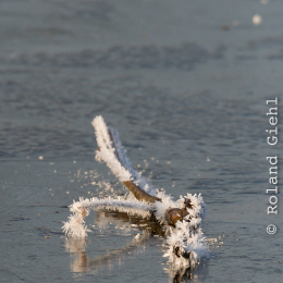 Reinheimer_Teich_20190120_001