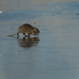Reinheimer_Teich_20190120_002