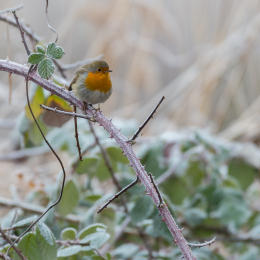 Reinheimer_Teich_20190122_012