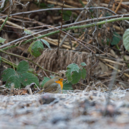 Reinheimer_Teich_20190122_013