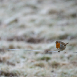 Reinheimer_Teich_20190122_018