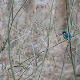 Reinheimer_Teich_20190122_016