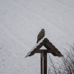 Reinheimer_Teich_008_20250105