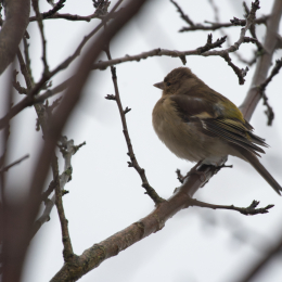 Reinheimer_Teich_018_20250105