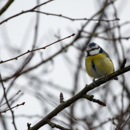 Reinheimer_Teich_002_20250105