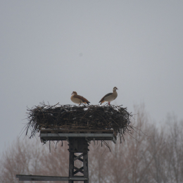 Reinheimer_Teich_009_20250105