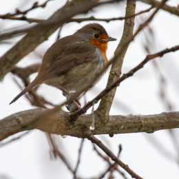 Reinheimer_Teich_010_20250105