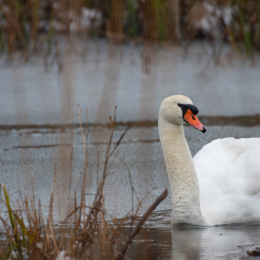 Reinheimer_Teich_017_20250105