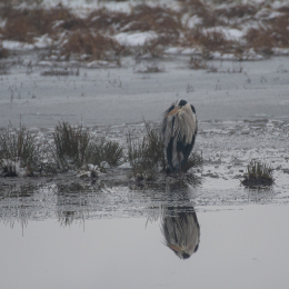 Reinheimer_Teich_020_20250105