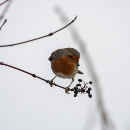 Reinheimer_Teich_014_20250105