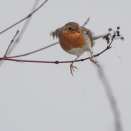 Reinheimer_Teich_012_20250105