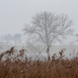 Reinheimer_Teich_004_20250105