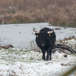 Reinheimer_Teich_016_20250105