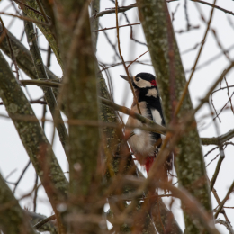 Reinheimer_Teich_006_20250105