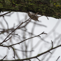 Reinheimer_Teich_005_20250105