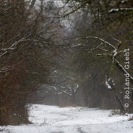 Reinheimer_Teich_001_20250105