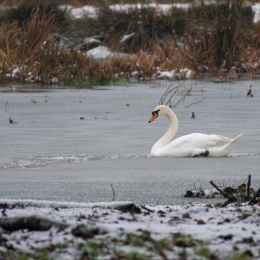 Reinheimer_Teich_015_20250105