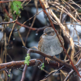 Reinheimer Teich Januar 2025
