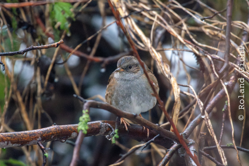 Reinheimer_Teich_021_20250105
