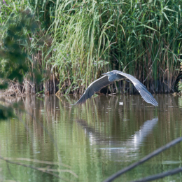 Reinheimer-Teich_20160710_020