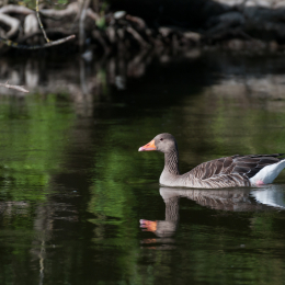 Reinheimer-Teich_20160710_003