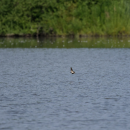 Reinheimer_Teich_20160717_831