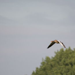 Reinheimer_Teich_20160717_623
