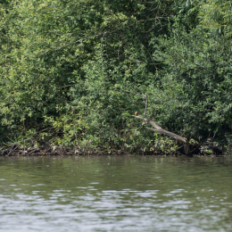 Reinheimer_Teich_20160717_1122