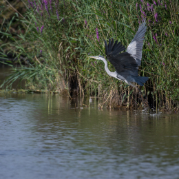 Reinheimer_Teich_20160717_950
