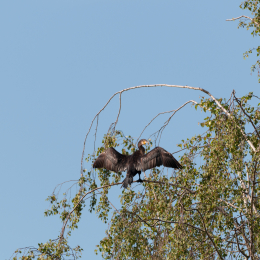 Reinheimer-Teich_20160710_006