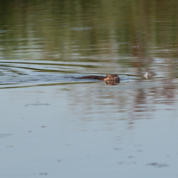 Reinheimer-Teich_20160710_007