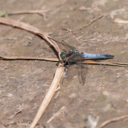 Reinheimer-Teich_20160710_021