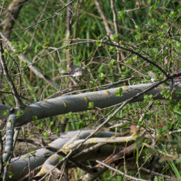 Reinheimer_Teich_20160717_463