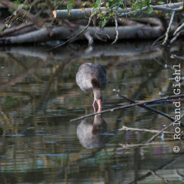Reinheimer-Teich_20160710_011
