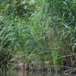 Reinheimer_Teich_20160717_1003-2