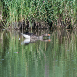 Reinheimer-Teich_20160710_013